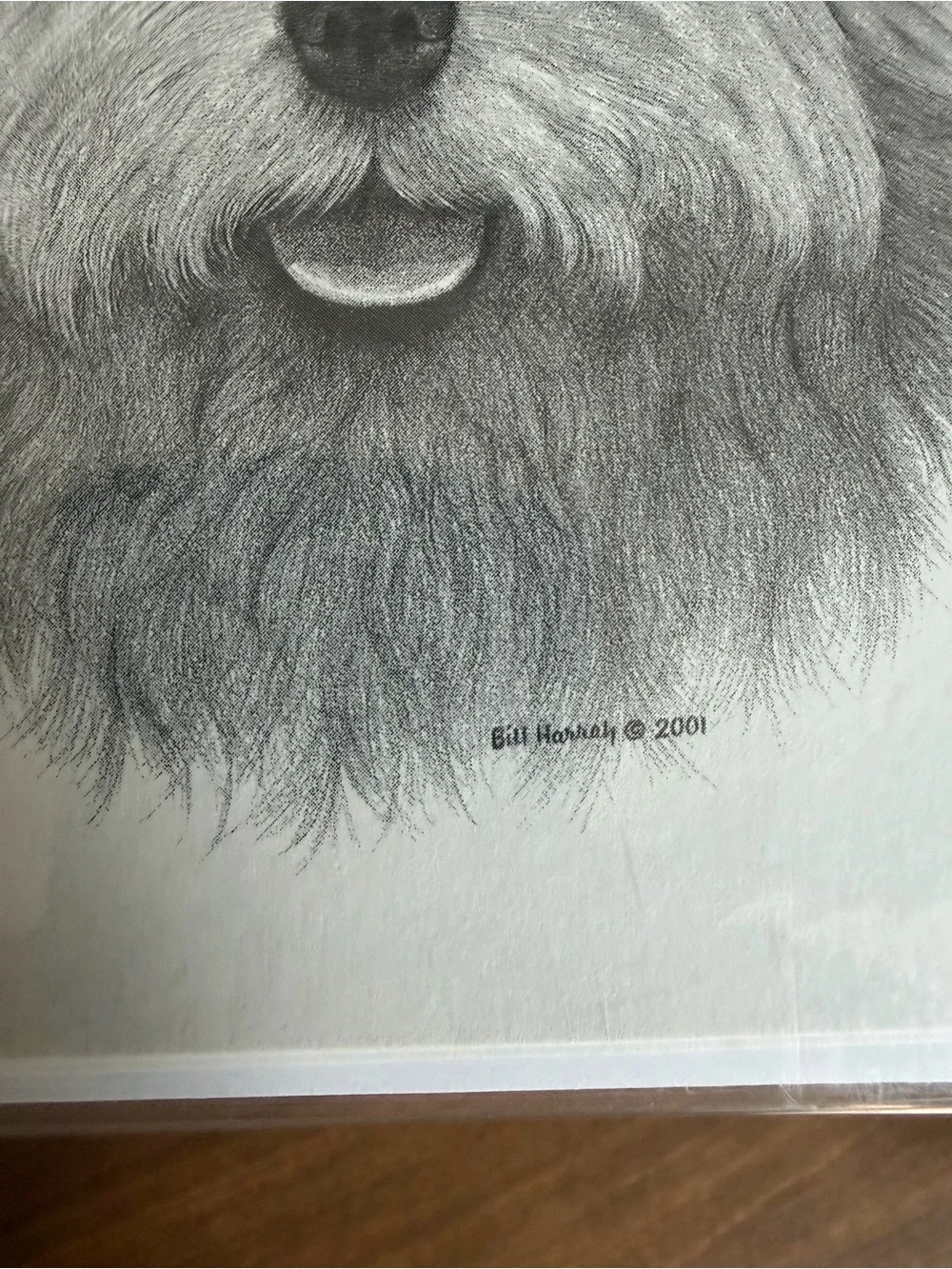 Norwich Terrier Dog Note Cards (8) Fine Art Drawing